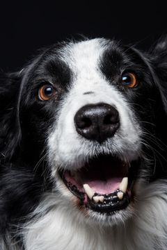 Border collie met open bek tegen een zwarte achtergrond