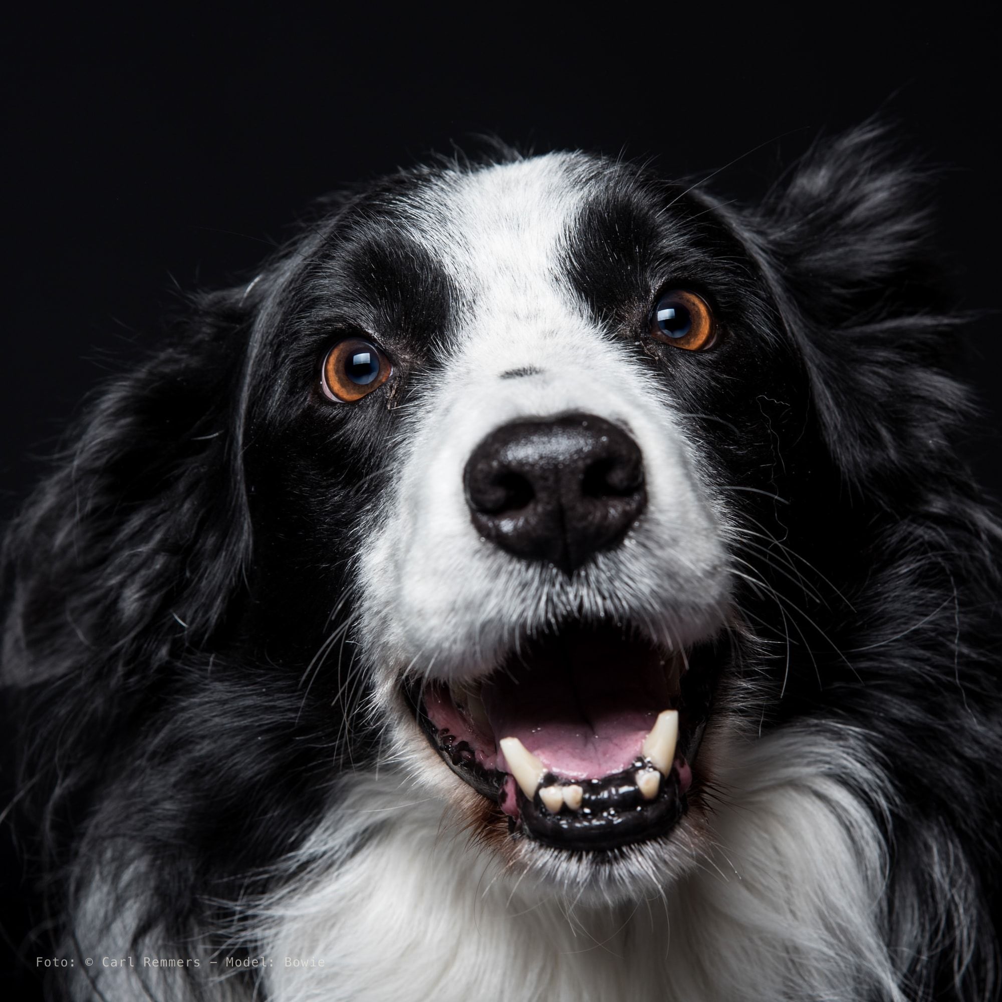 Border collie met open bek tegen een zwarte achtergrond